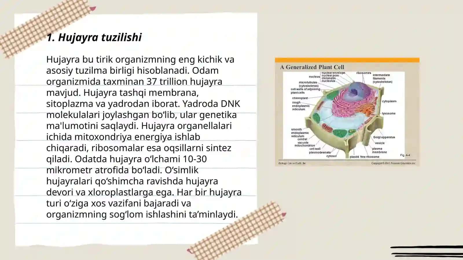 Hujayra tuzilishi 3