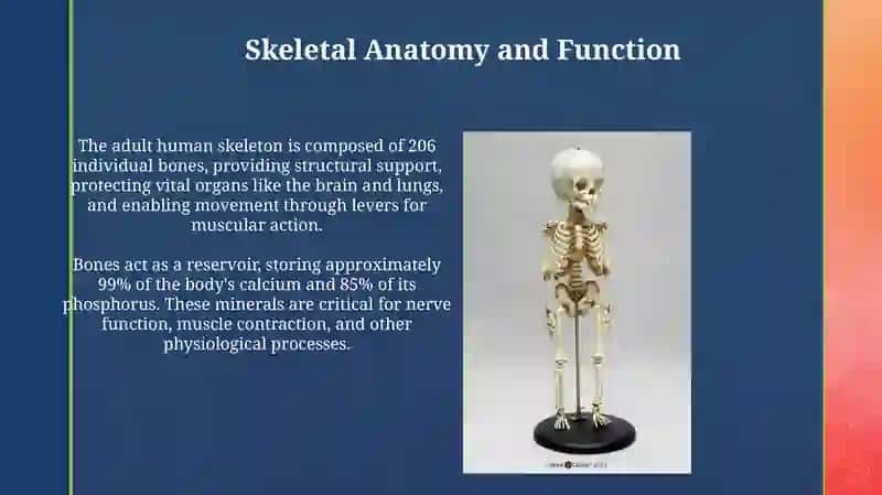Skeleton 3