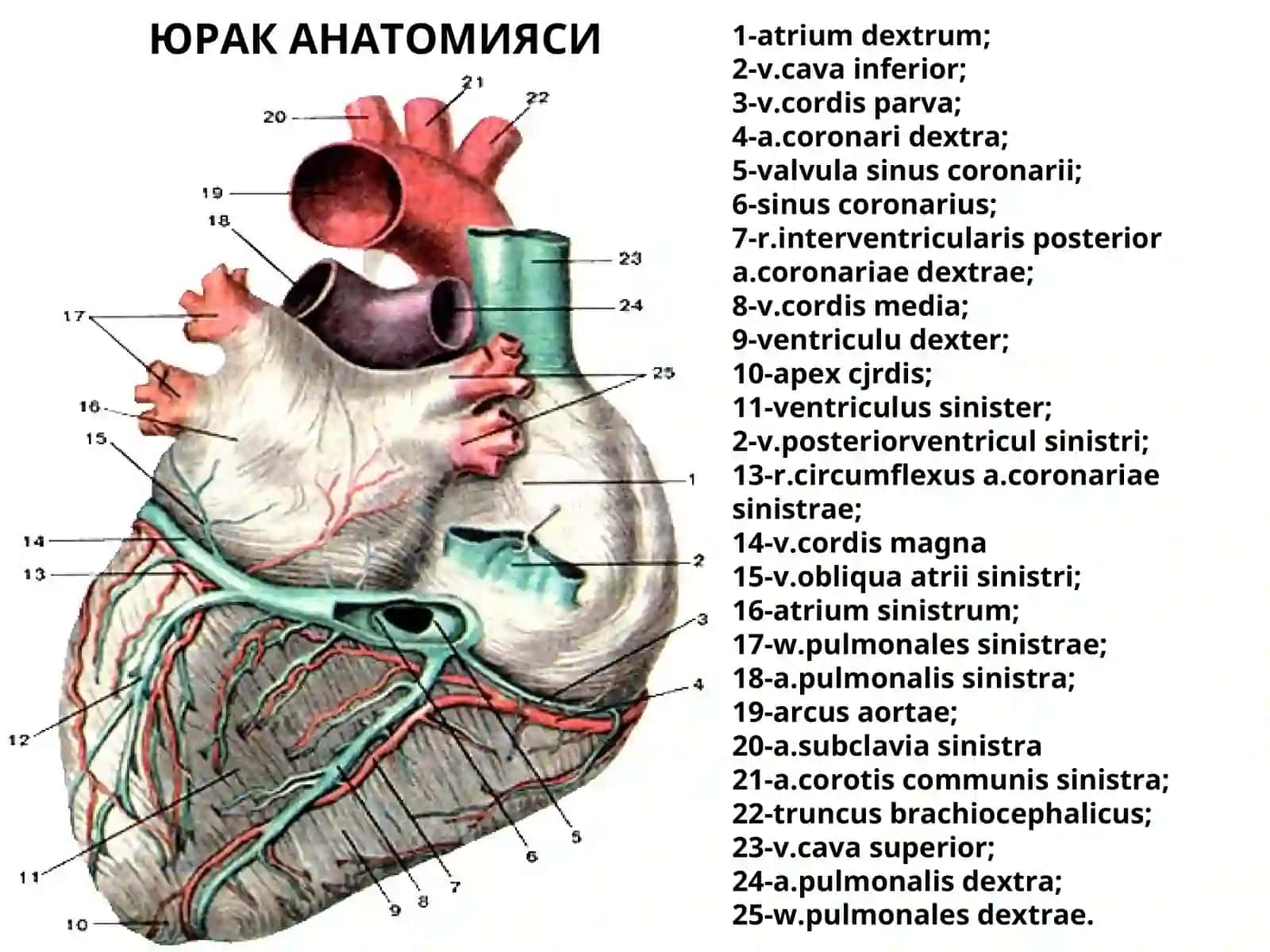 ЮРАК АНАТОМИЯСИ 3