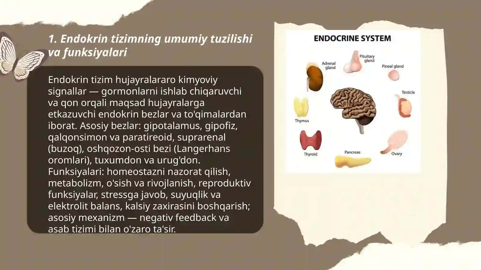 Endokrin bezlar fizialogiya 3
