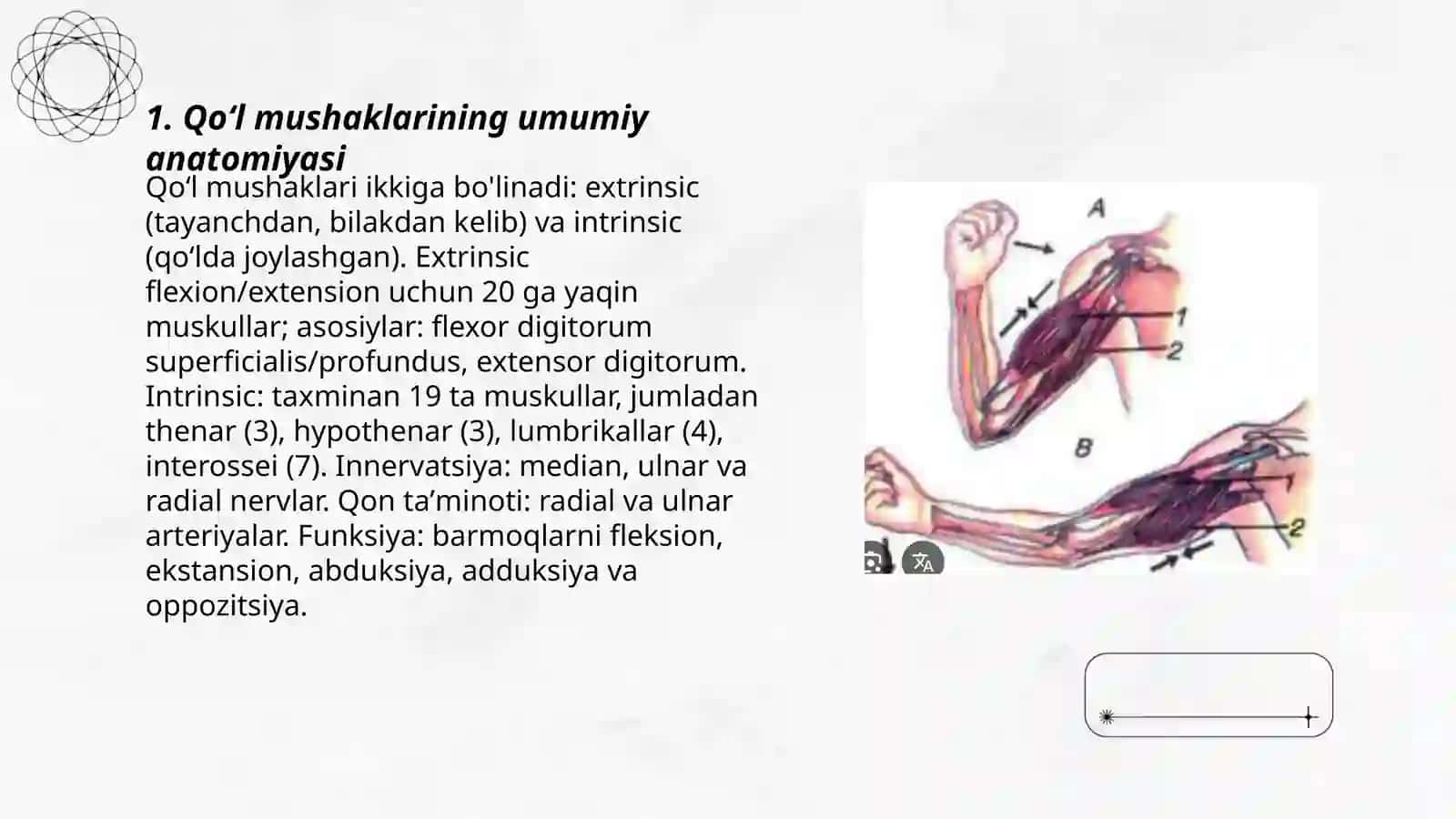 Qoʻl mushaklari 3