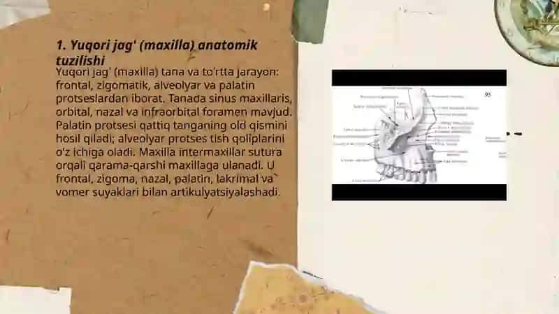 Kalla suyagining yuz qismi suyaklari 3