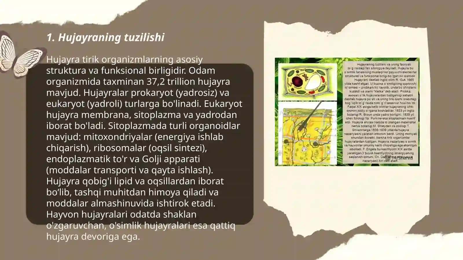 Hujayra tiplari 3