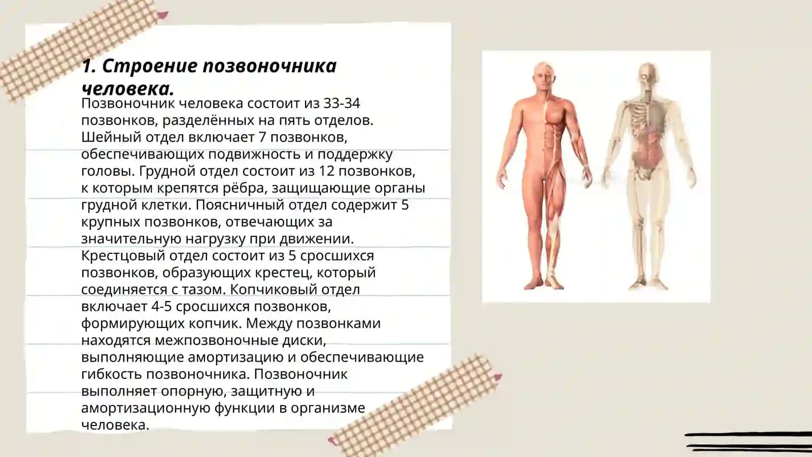 Скелет туловища 3