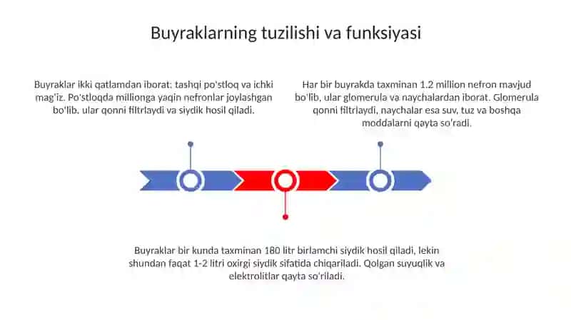 Arterial bosimning boshqariluvi da buyraklarning roli 3