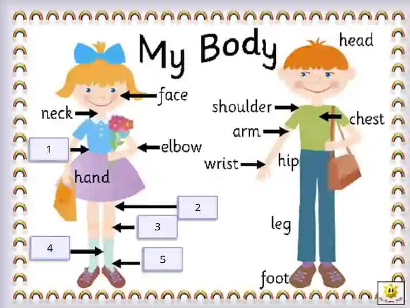 Organs of the body 3