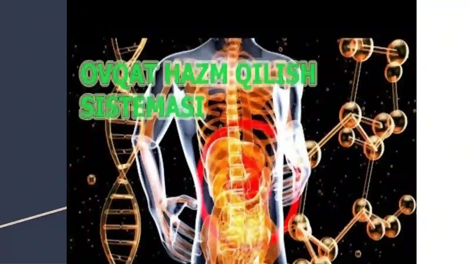 Ovqat hazm qilish tizimi 3