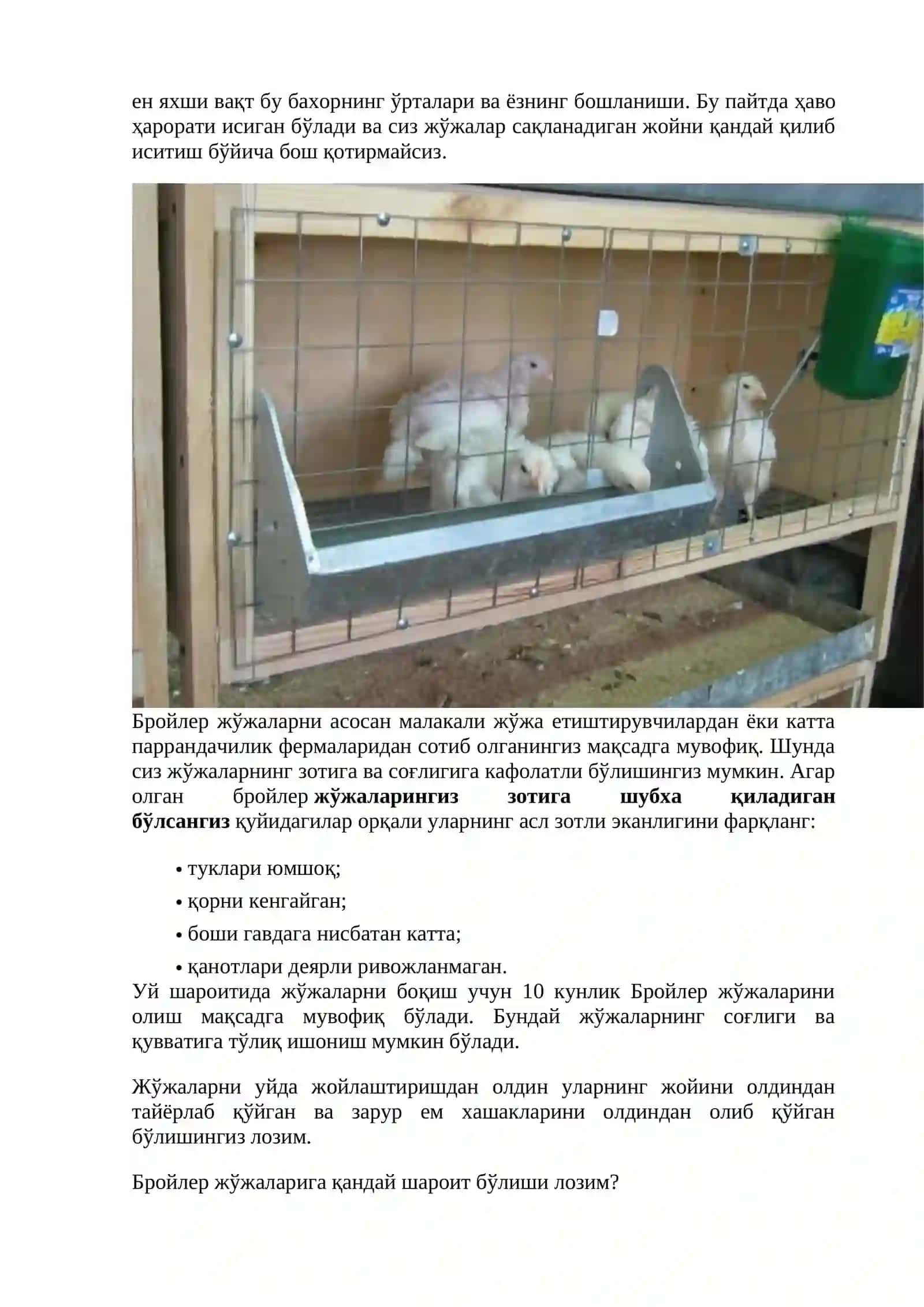 Бройлер жўжаларни парваришлаш, озиқлантириш 3