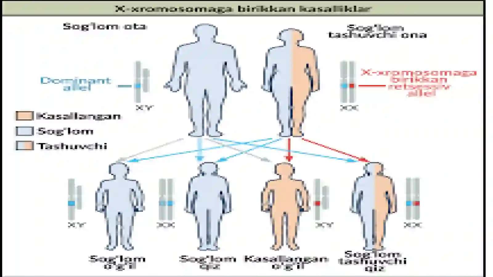 Odamlardagi gen va xromosoma kasalliklari 3