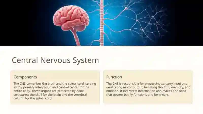 NERVOUS SYSTEM 3