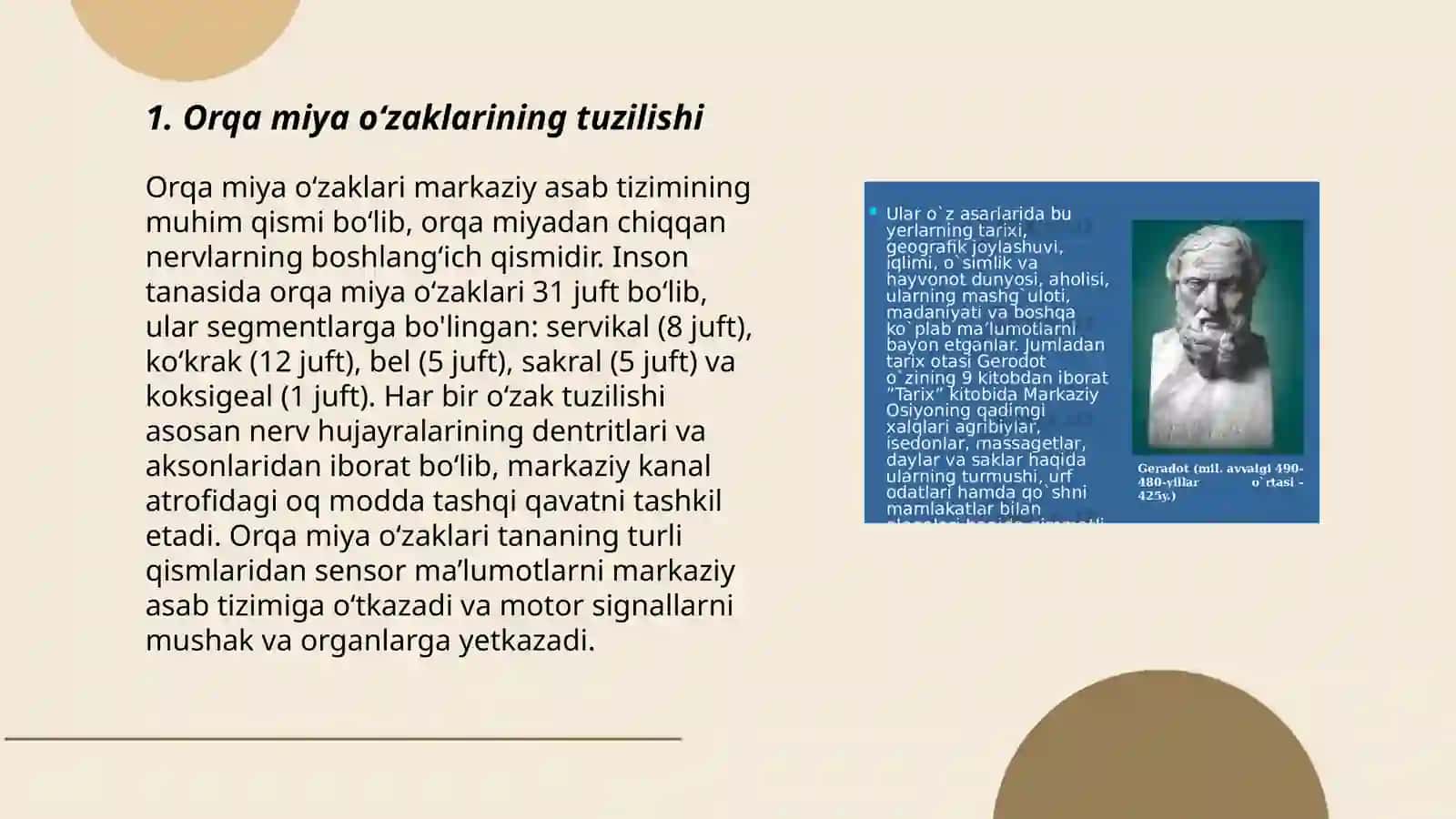 Orqa miya oʻzaklarini joylashuvi vaularning ahamiyati 3