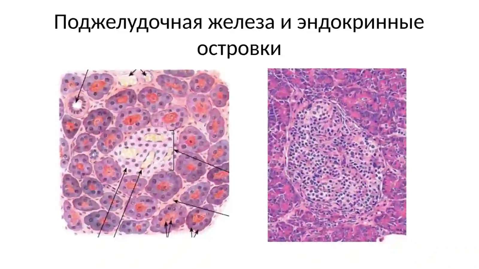 Гормоны островков Лангерганса 3