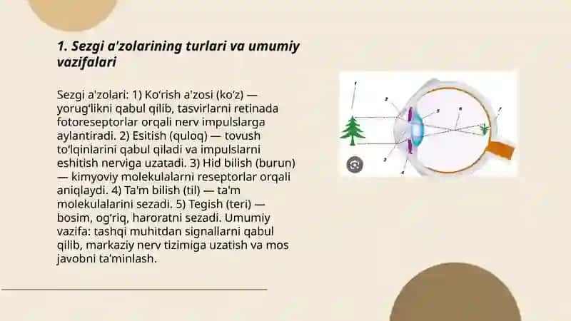 Sezgi a'zolari. Ko'rish a'zosi va hid bilish 3