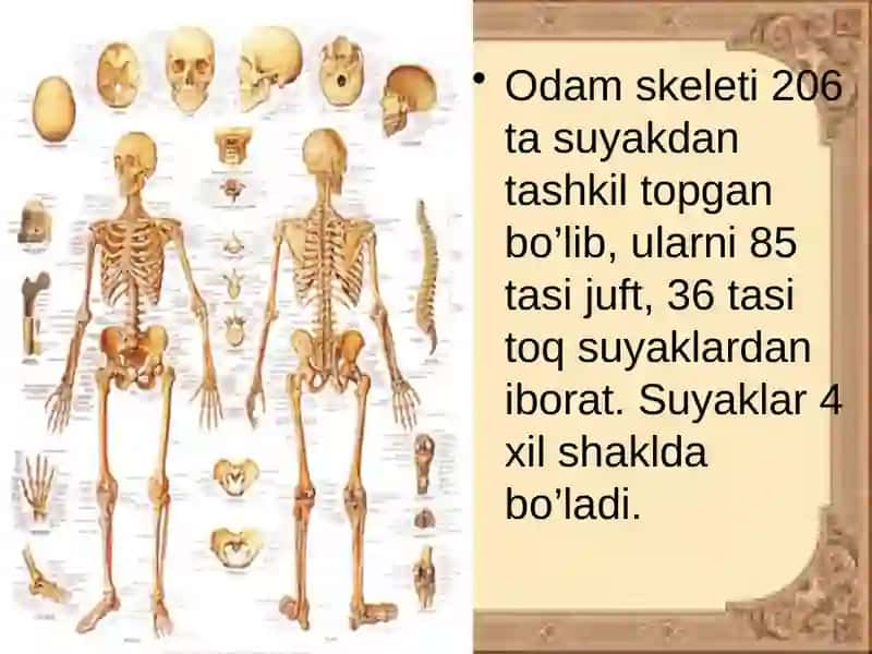 SUYAKLARTUZILISHI 3