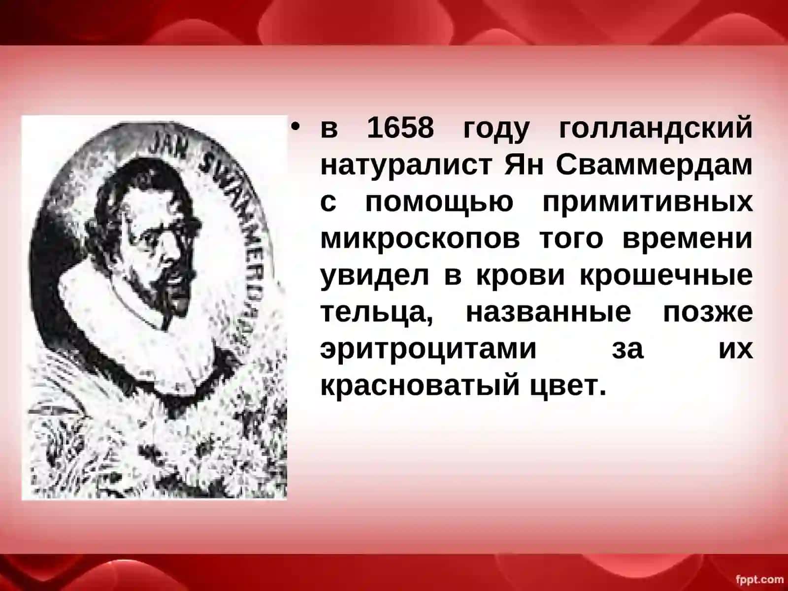 Кровь: состав, функции 3