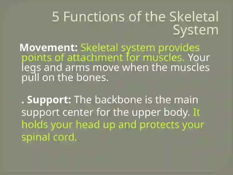The Skeletal System of A Human Being 3