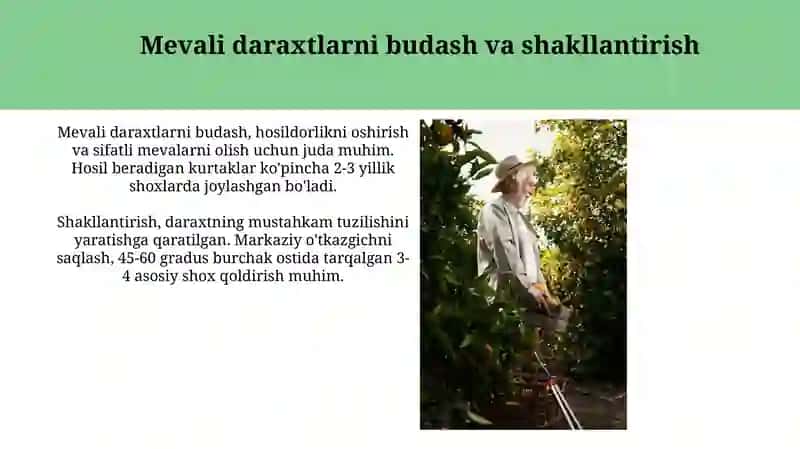 Mevali daraxtlarni kesish va qirqish 3