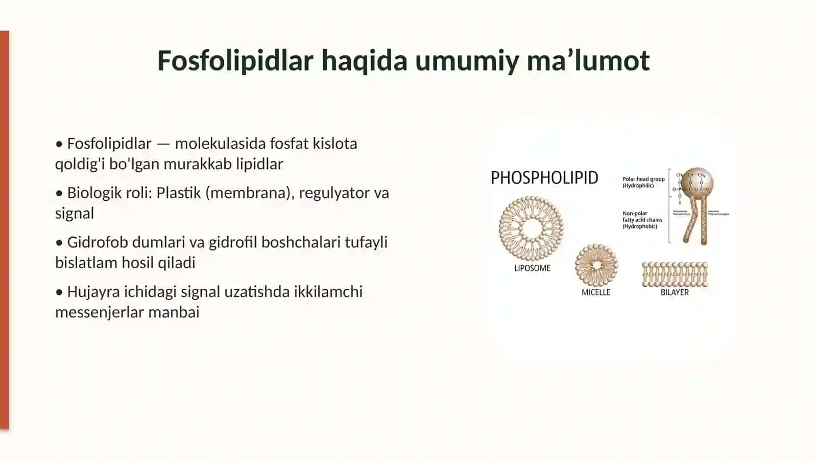 Fosfolipidlar almashinuvining buzilishi 3