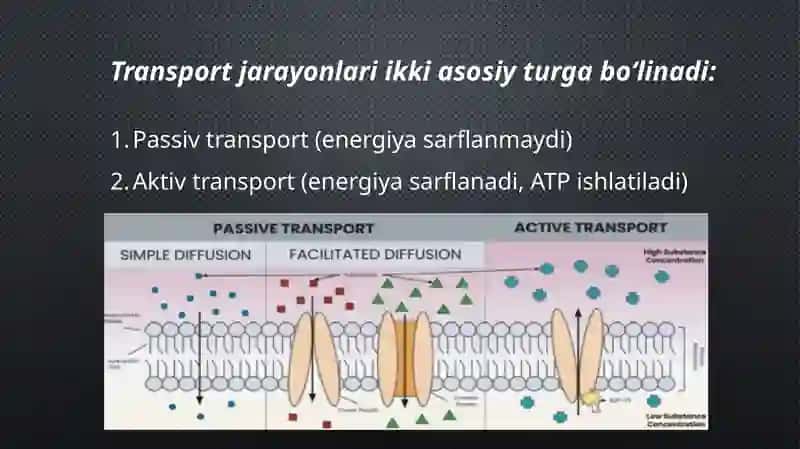 Hujayradagitransportjarayonlari 3
