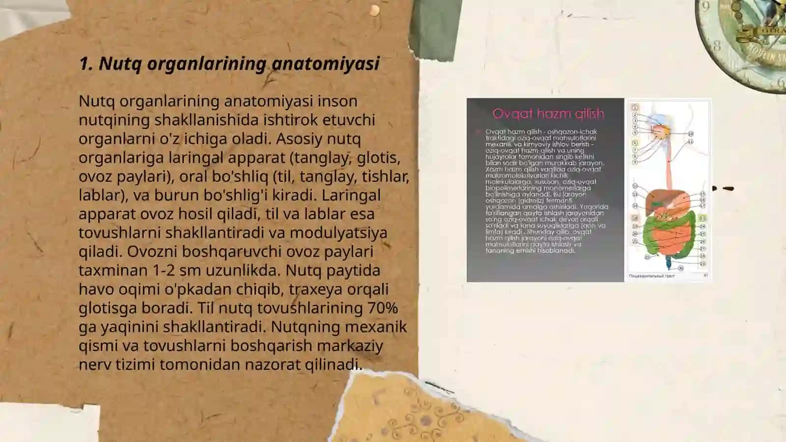Inson nutq organlari haqida asosiy tushuncha 3