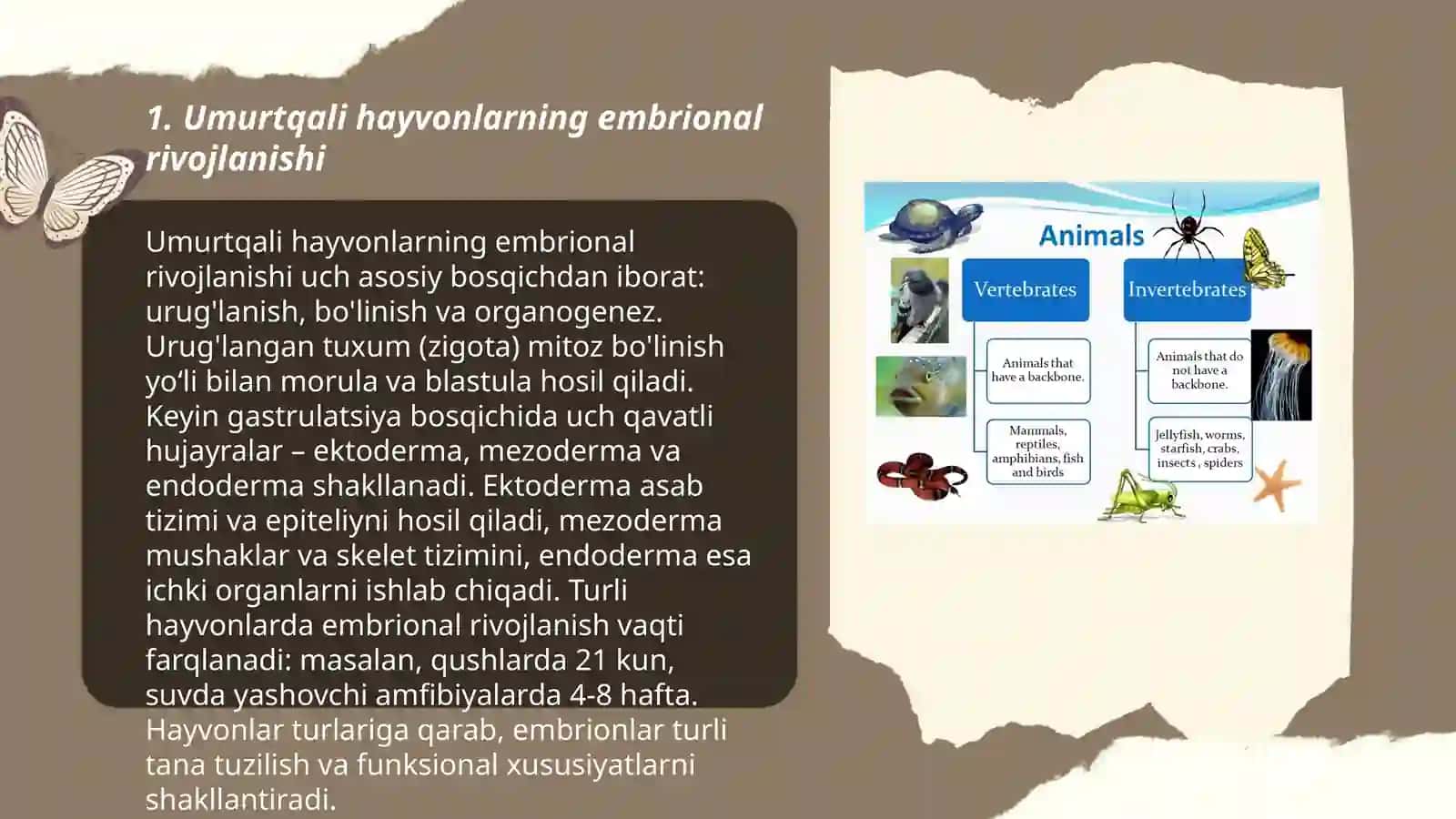 Umurtqali hayvonlarda orgonagenez 3