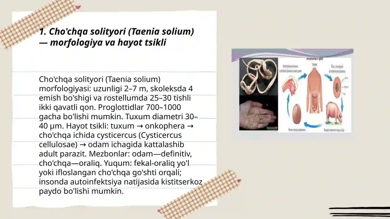 Cho'chqa solityori (Taenia solium) 3