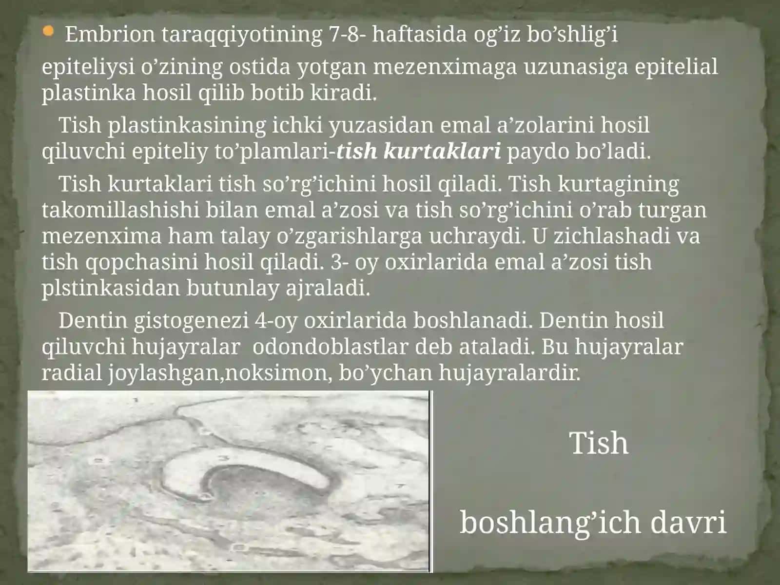 Tishlarning tuzilishi 3