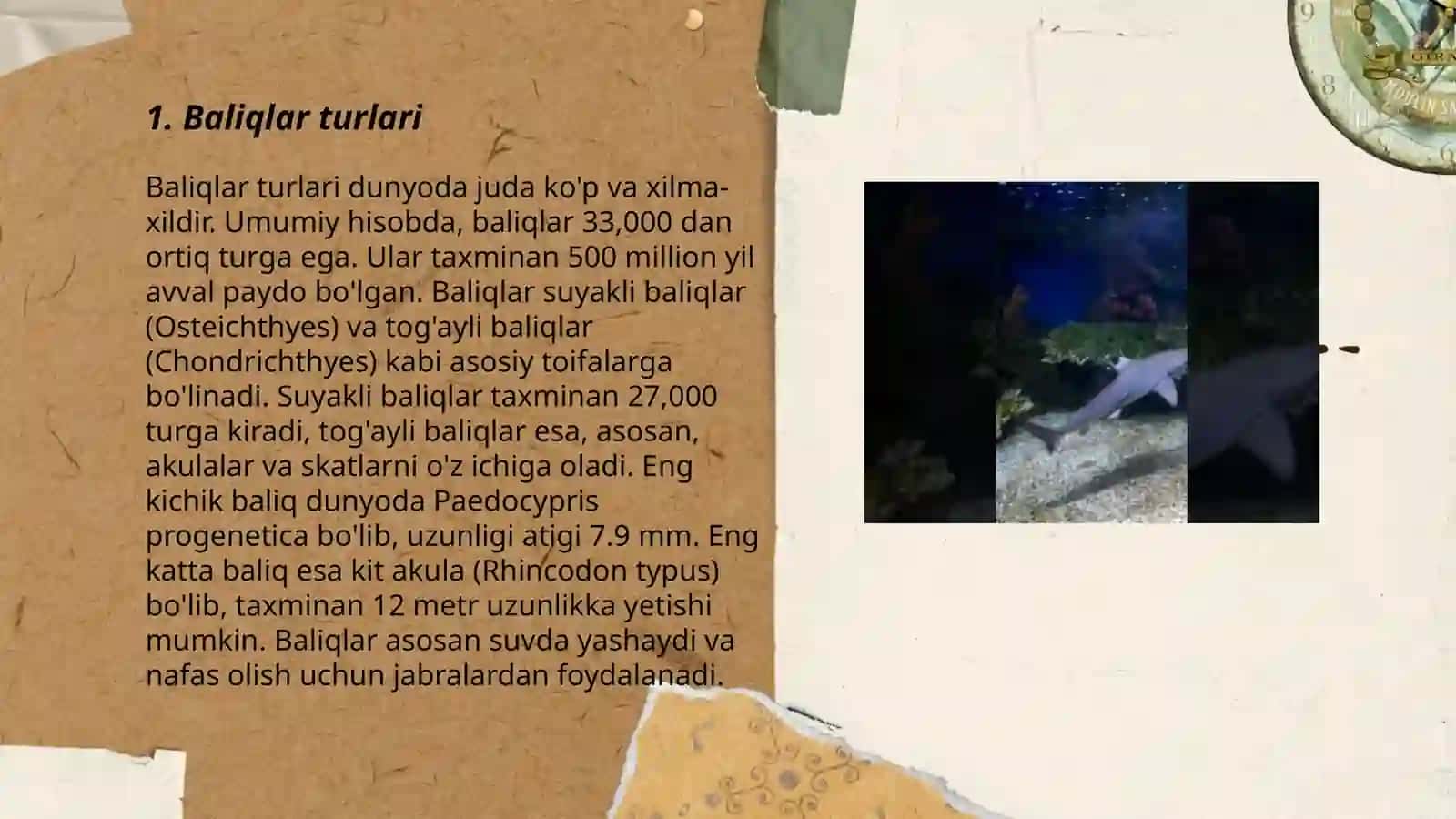 Baliqlar turlari 3