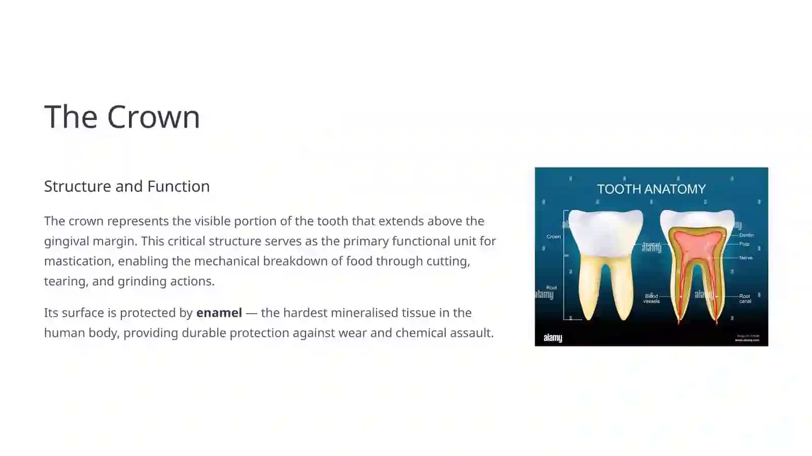 Anatomy of the Tooth 3