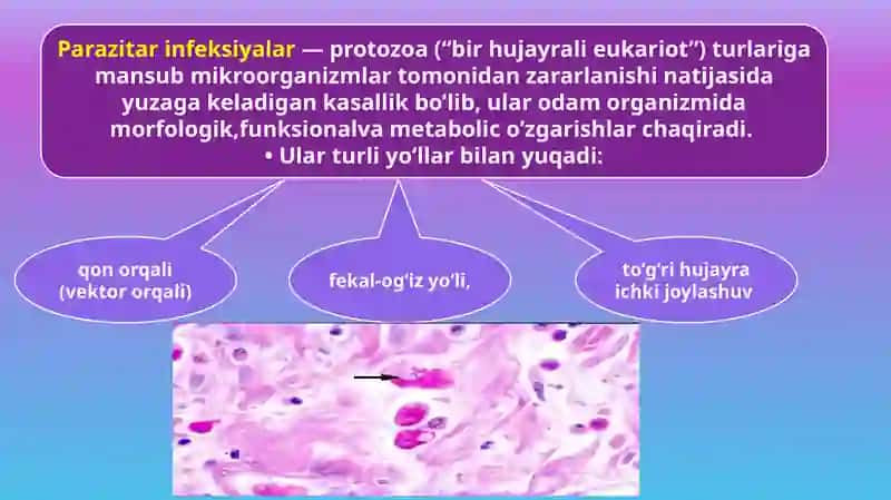 Parazitar infeksiyalar (malyariya,leyshmanioz, amebiaz) 3