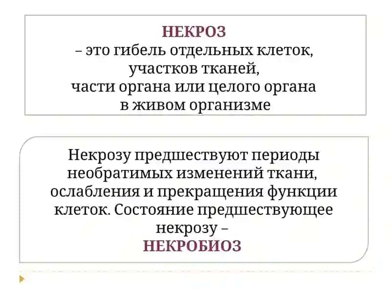 Некроз, Атрофия, Апоптоз 3
