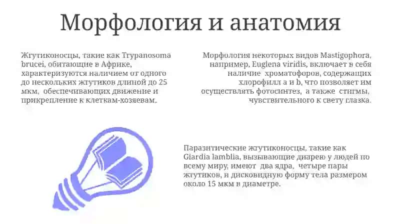 Мастигофоры: Общая характеристика 3