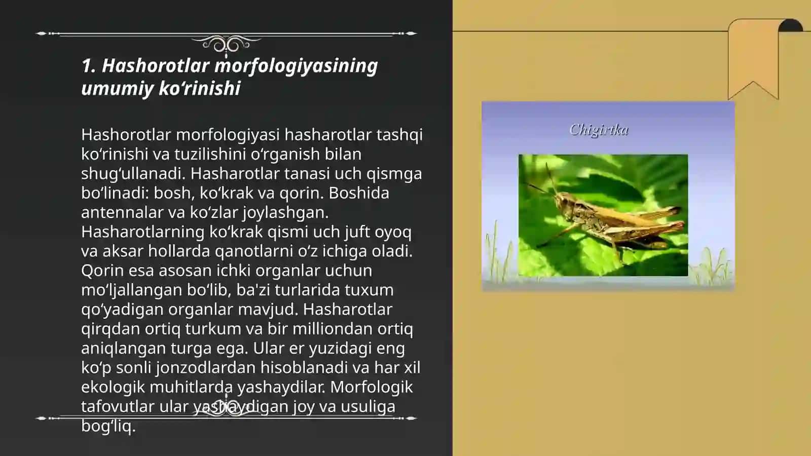 Hashorotlar morfologiyasi 3