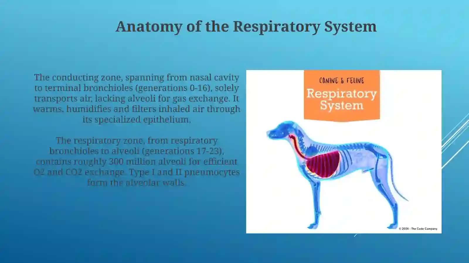 Respiratory system 3