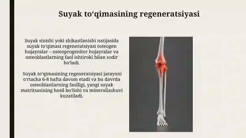 Suyak toʻqimasining taraqqiyoti 3
