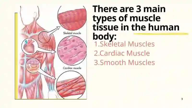 The Muscular system 3