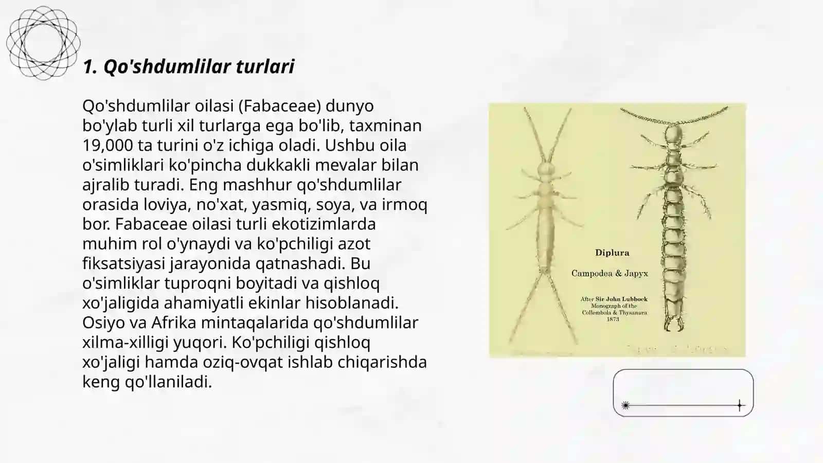 Qo'shdumlilar-Diplura 3