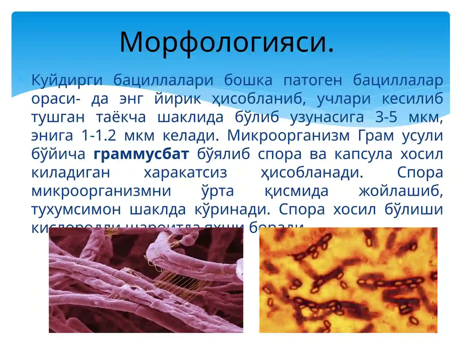 Сибиряраси 3