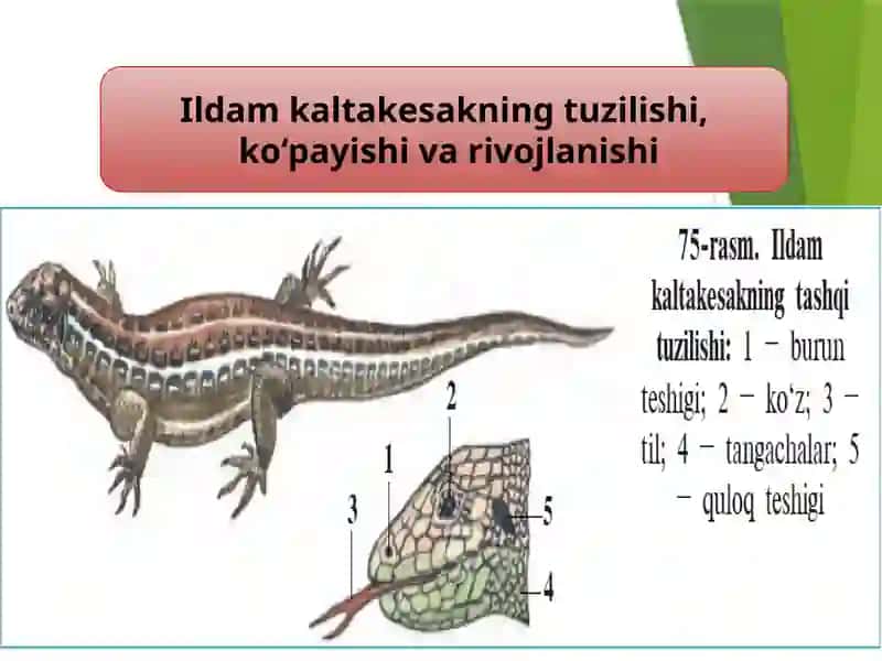 Sudralib yuruvchilar xilma-xilligi 3