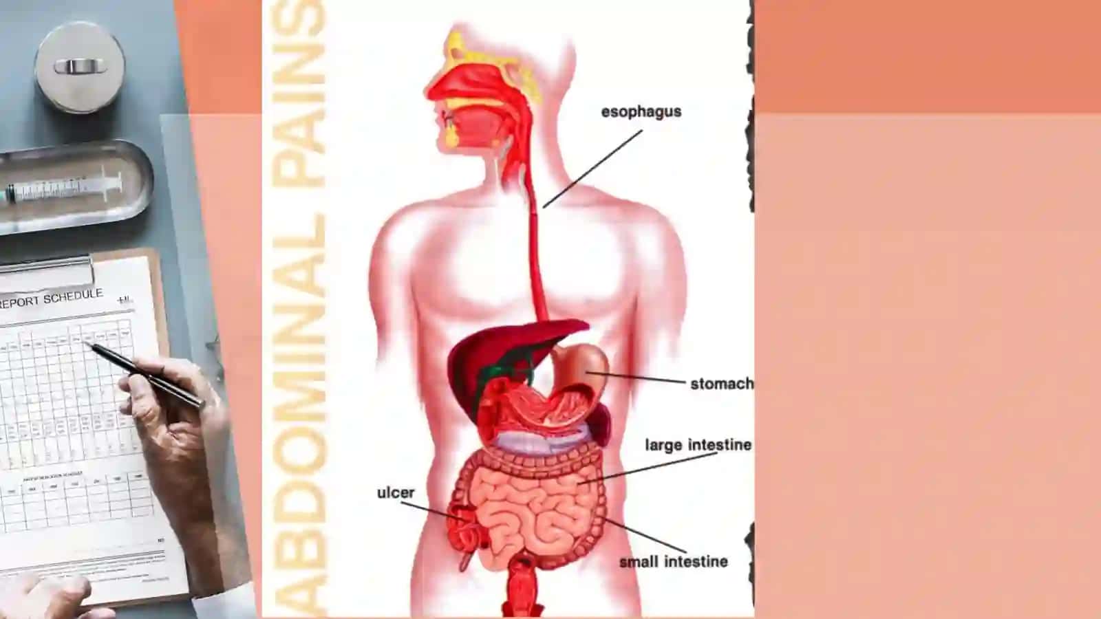Digestive system 3