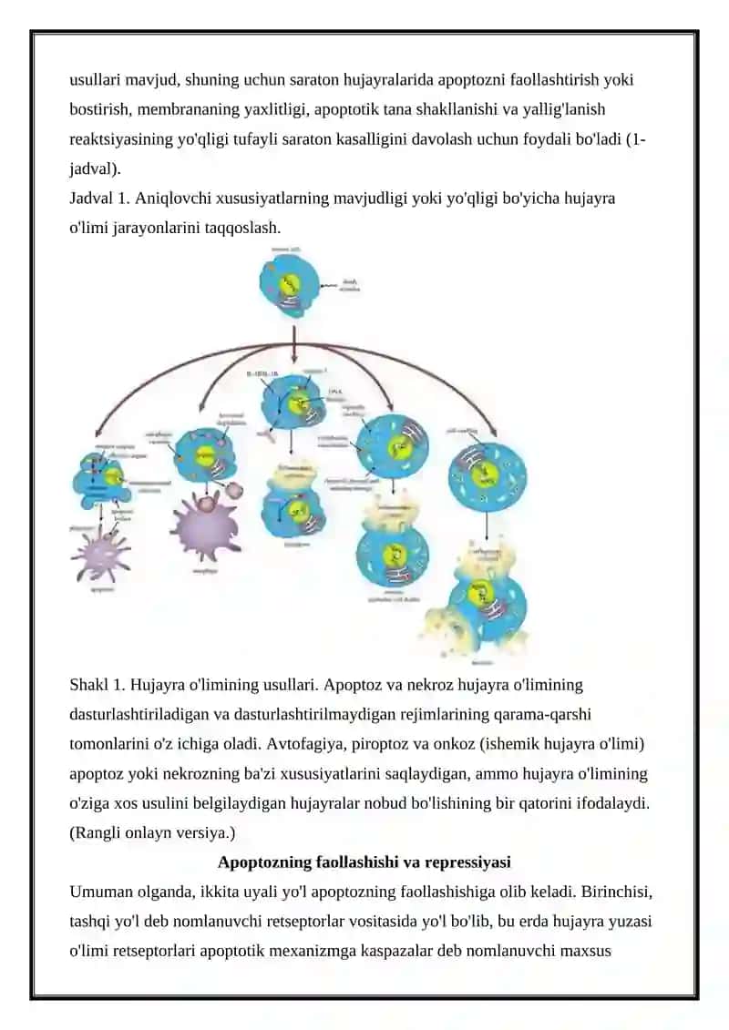 HUJAYRA APOPTOZI 3