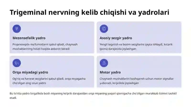 Trigeminal Tizim Anatomiyasi 3
