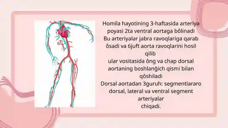 Arteriyalarning tarqalishi 3
