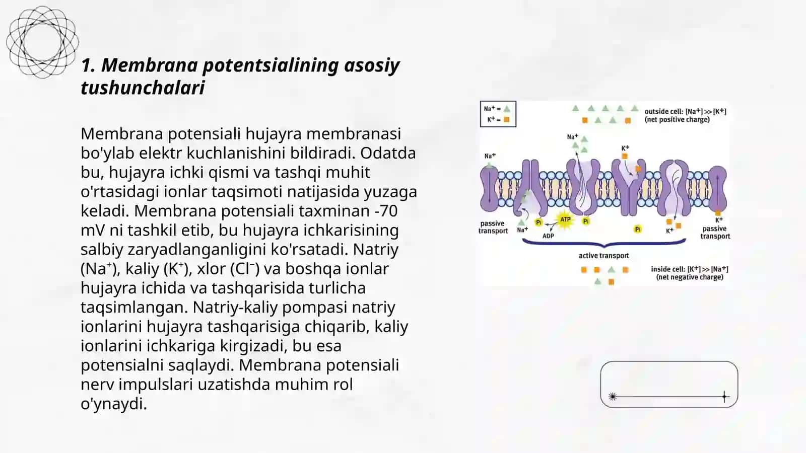 Membrana potensiali 3