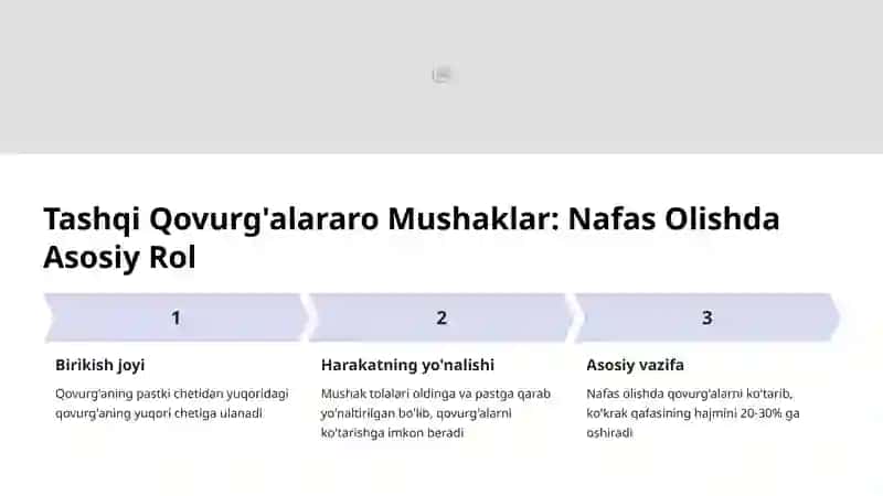 Qovurg'alararo Mushaklar va Nafas Mexanikasi 3