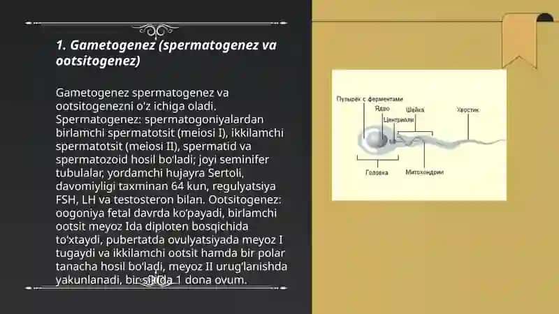 Embriologiya asoslari 3