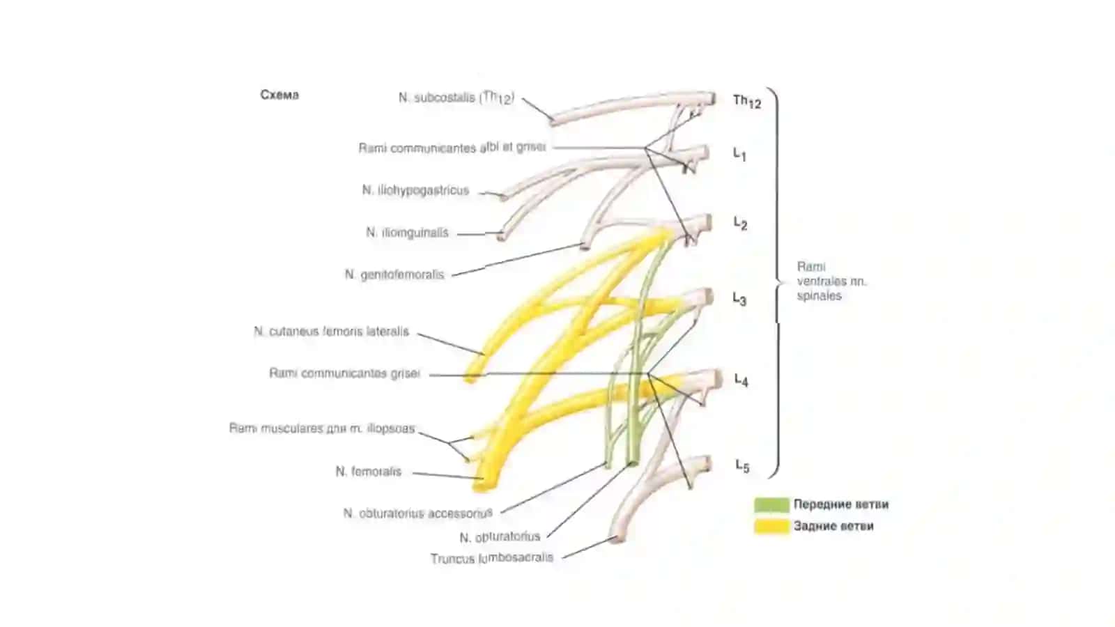 plexus lumbosacralis 3