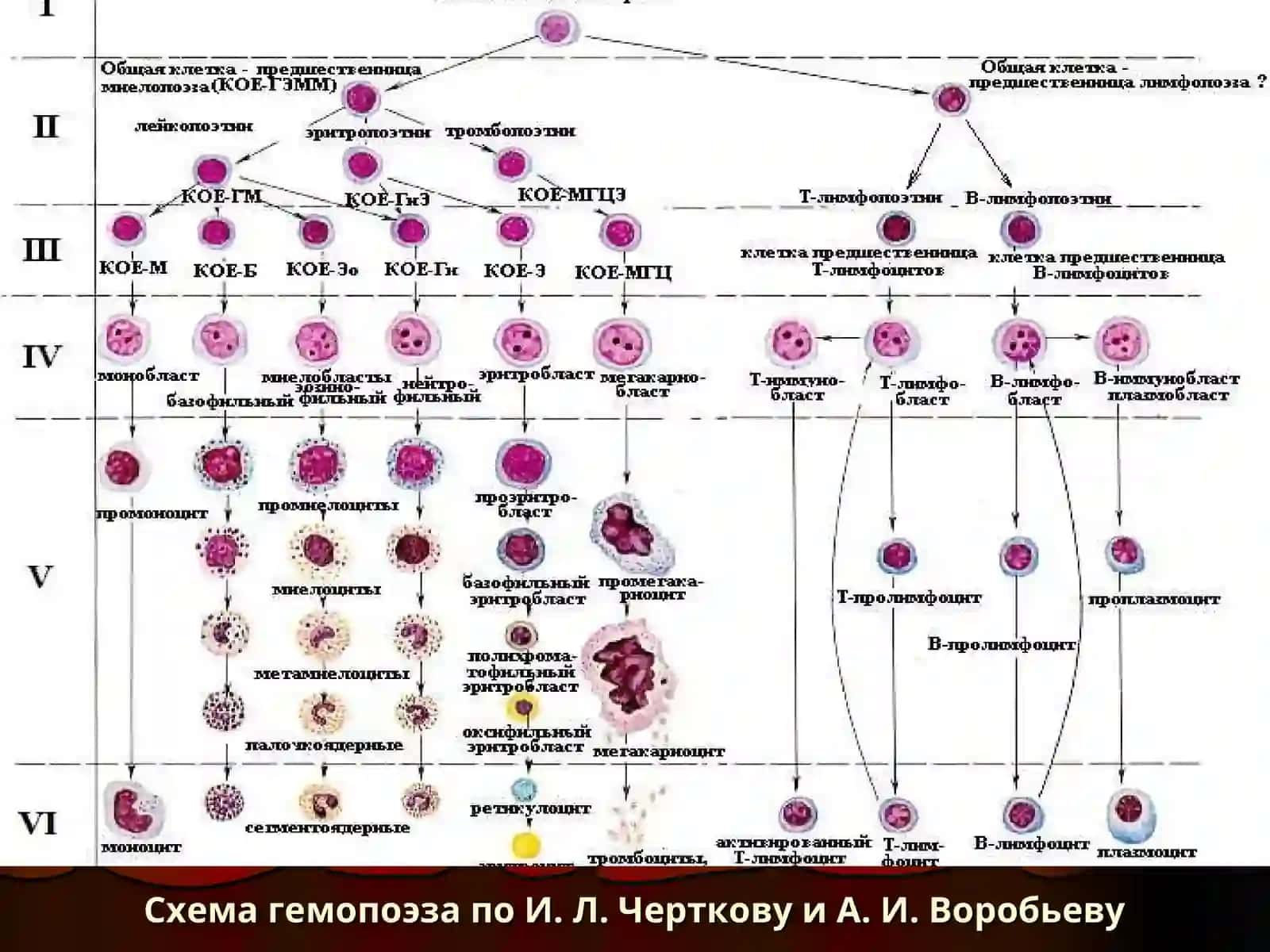 Патофизиология системы крови 3