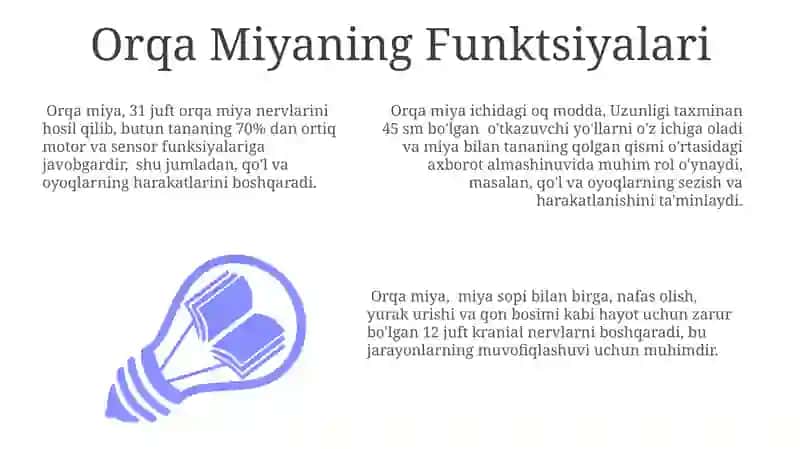 Orqa Miya Pardalarining Funksiyalari 3