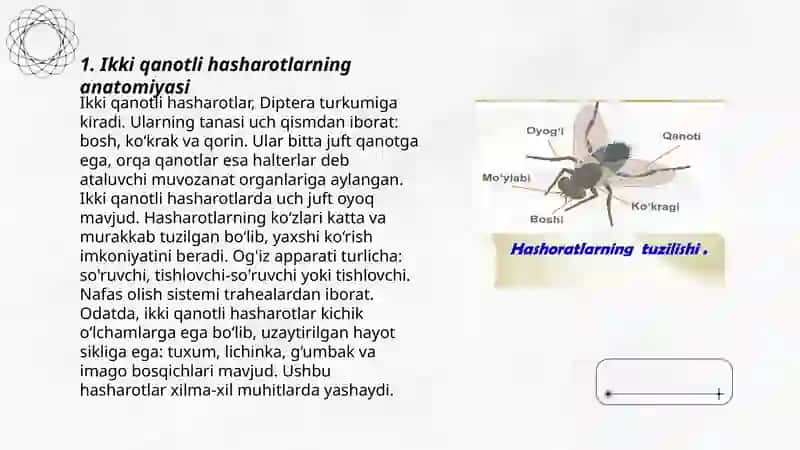 Ikki qanotli hasharotlar 3